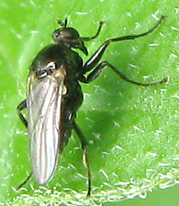 Drapetis sp. possibile assimilis (Hybotidae)